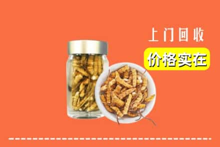 楚雄武定县回收散虫草